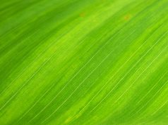 Why Telecoms Going Green is More than Pragmatism