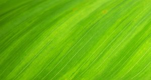 Why Telecoms Going Green is More than Pragmatism